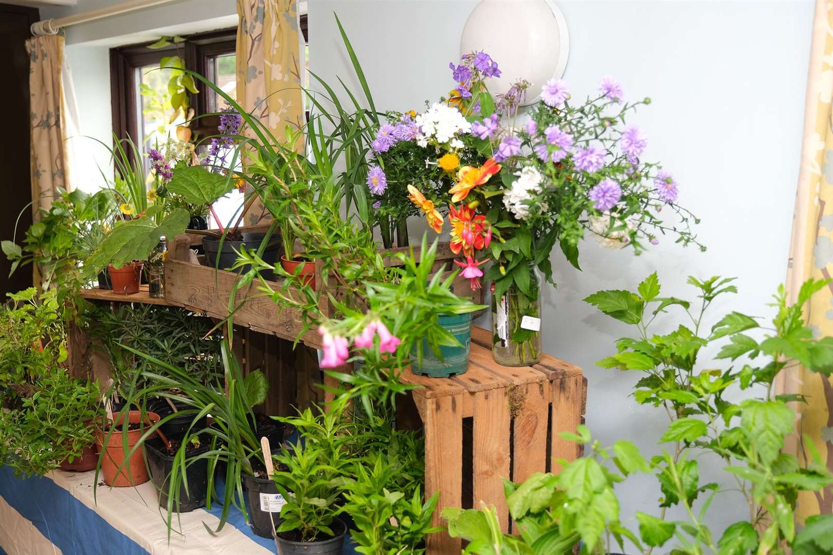 Plants for sale. Picture by Phil Cannings
