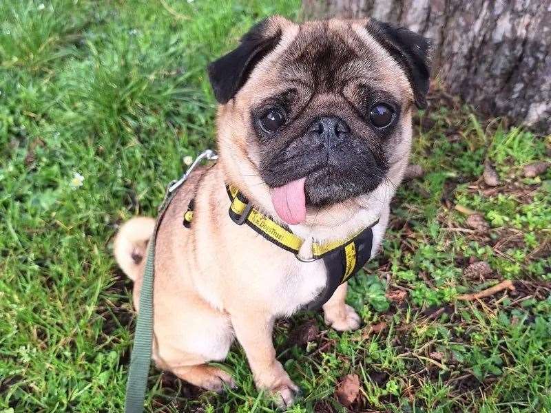 Could you give Doris her forever home?