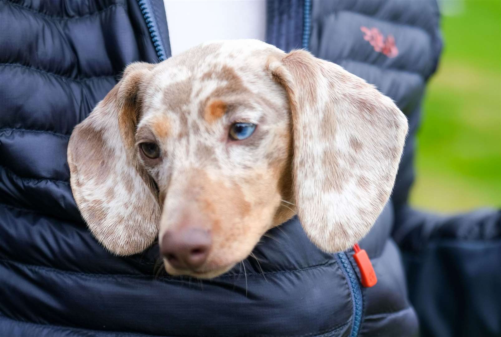 Four-month-old, Lilo, keeping out of the rain