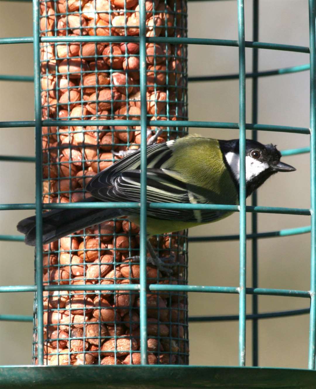 Great tit at a peanut feeder Pic: Phil Cannings