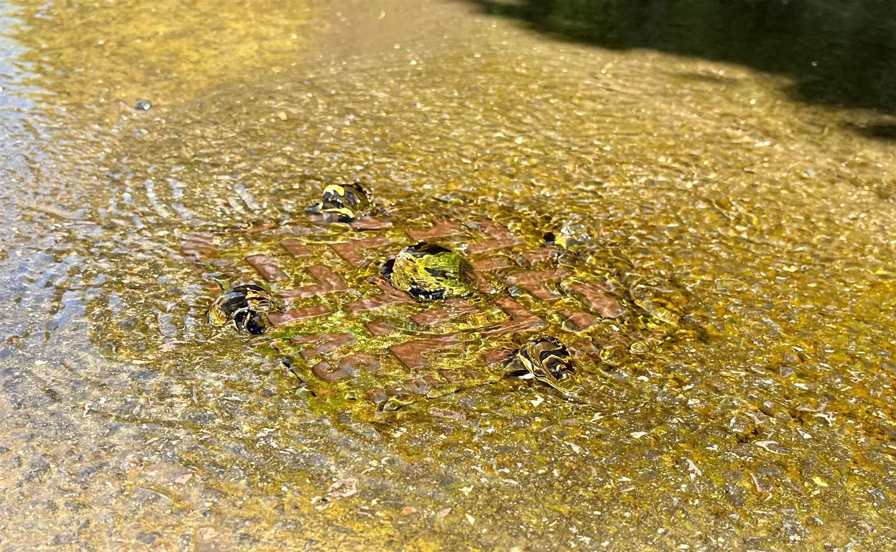 Surcharging drain in Water Street. Credit: Mirek Gosney