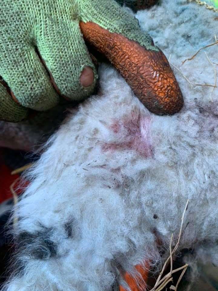 Lamb suffers broken leg in dog attack (46499131)