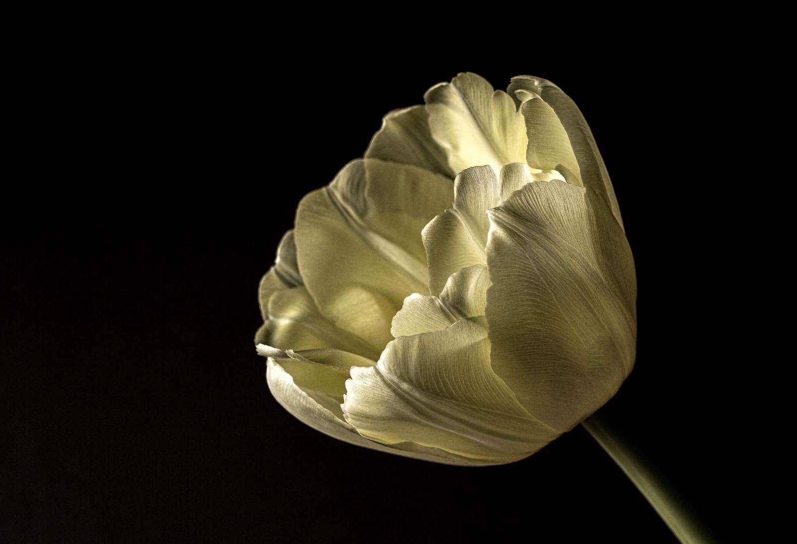 Tulip – Andrew Endean