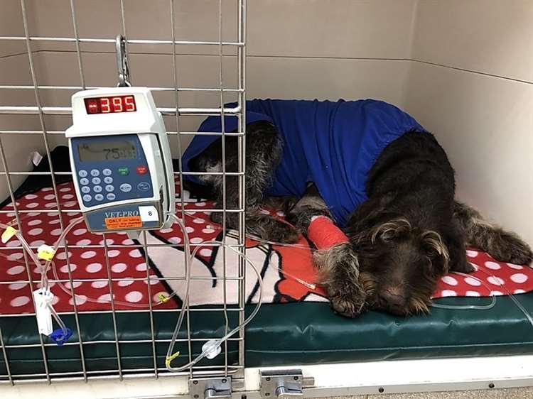 Dramatic dog rescue by Donnington vets