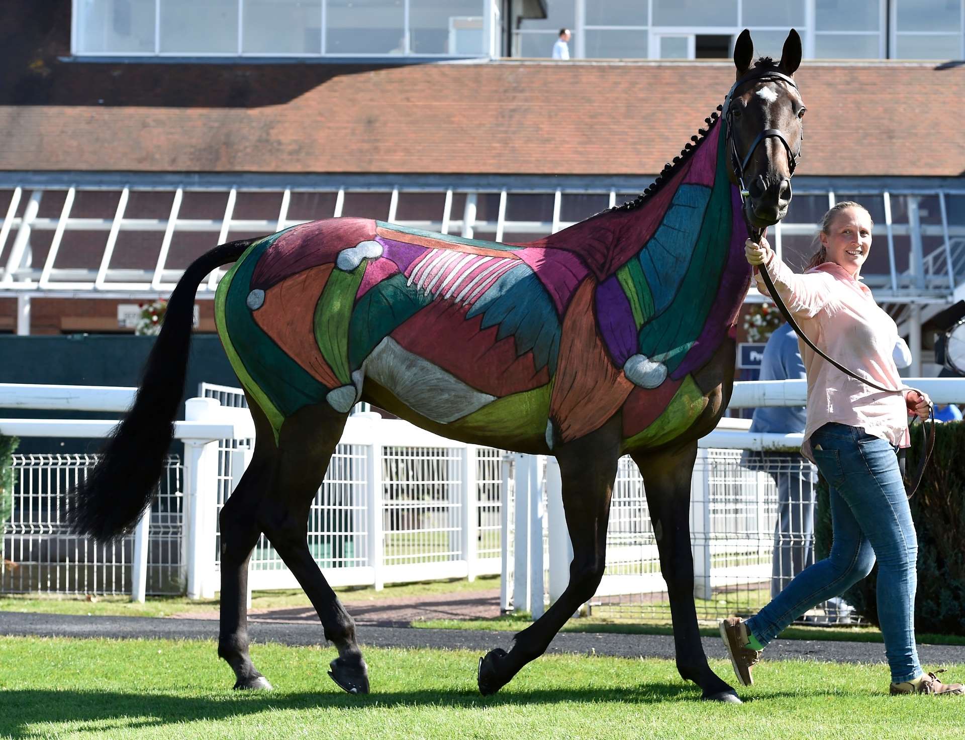 Knight Pass who was painted to show racegoers the amazing anatomy of a racehorse