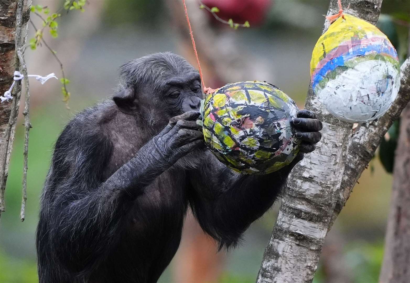 Peter the chimpanzee found several eggs (Andrew Milligan/PA