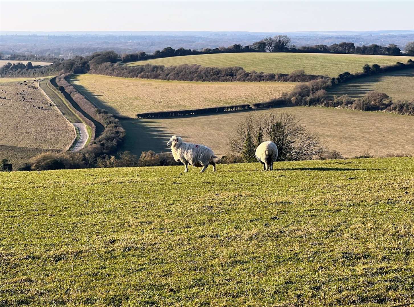 Looking west from Plantation Hill, near Kingsclere