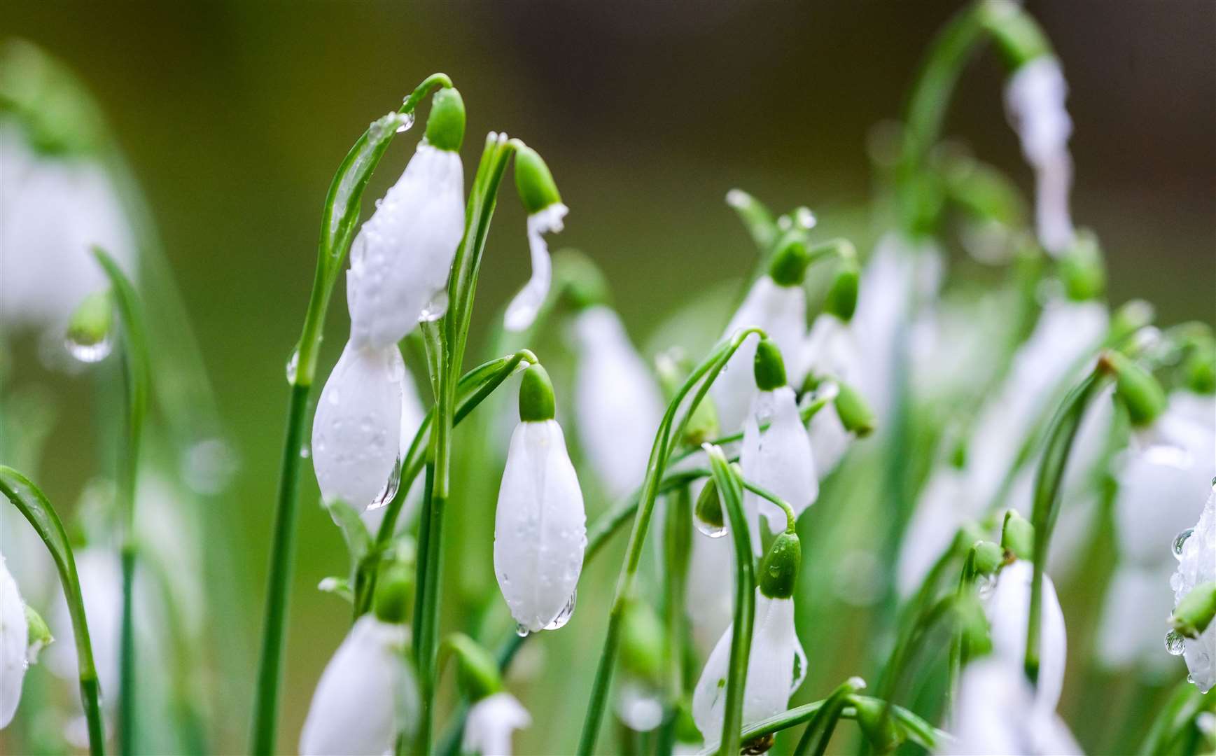 Welford Park snowdrops
