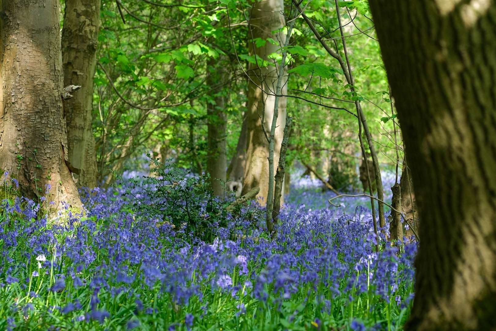 Gora woods in Greenham