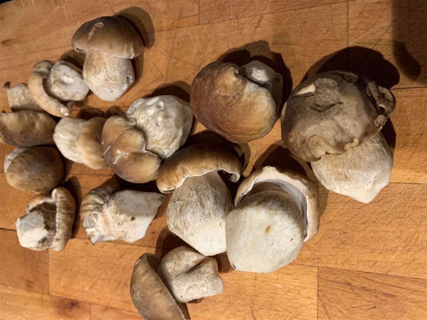 champagne cork ceps (52558114)