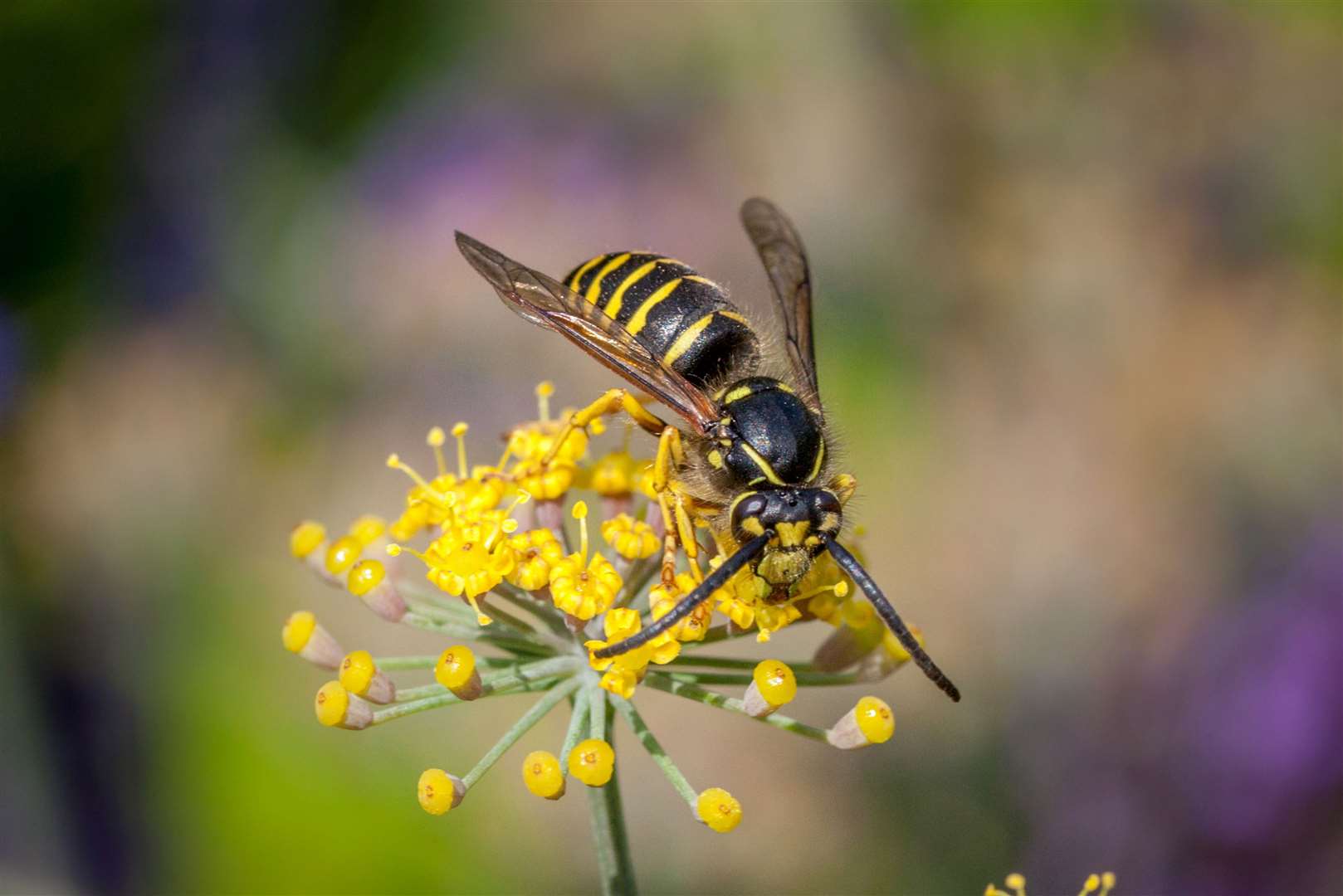 A wasp or hornet sting can be painful. Image: Stock photo.