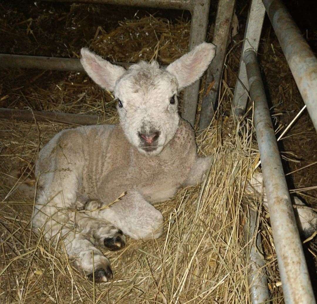 Lambing time has begun at Mazelands Farm
