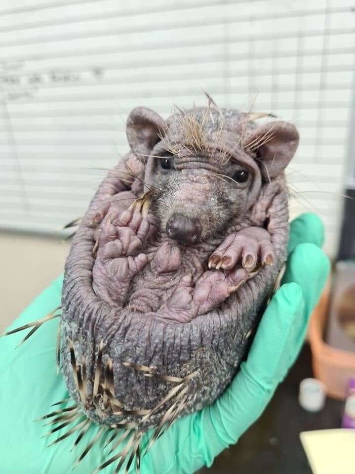 Maggot the hedgehog is being nursed back to health