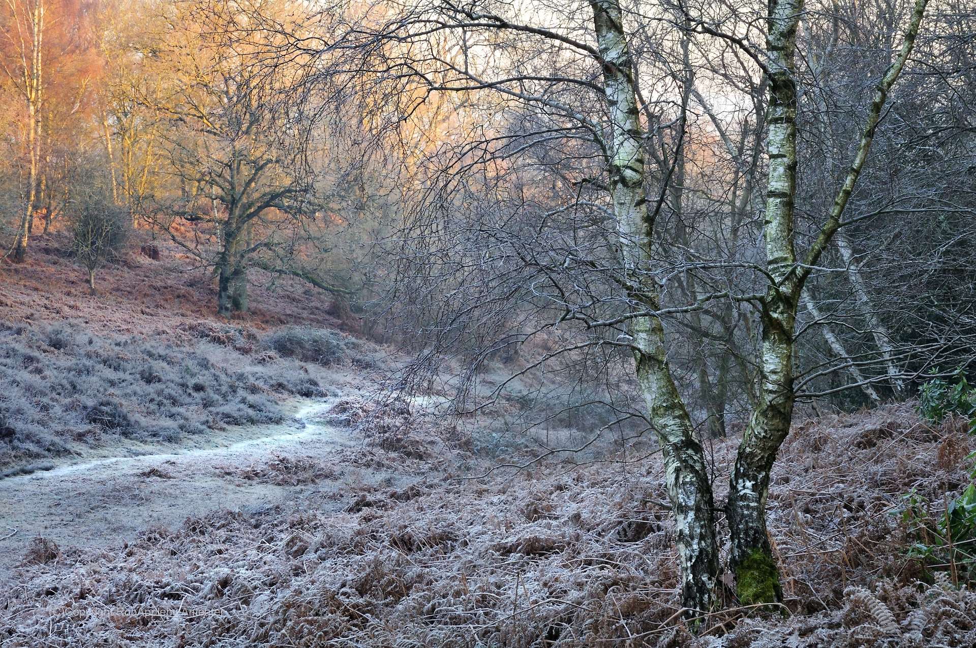 Bowdown Woods Picture: Rob Appleby