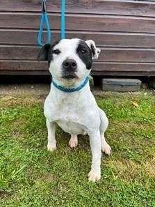 A more recent photo of the terrier having recovered from her injuries and found a new home, credit: TVP