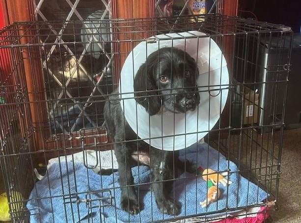 Cassie after receiving surgery. Credit: Charlotte Sutton