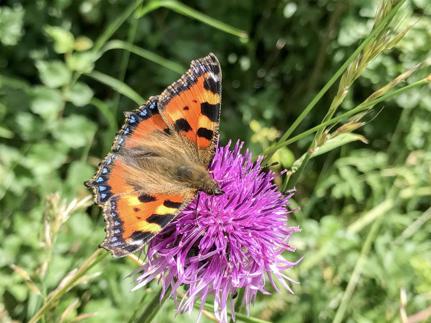 Butterflies thrive off brightly coloured flowers