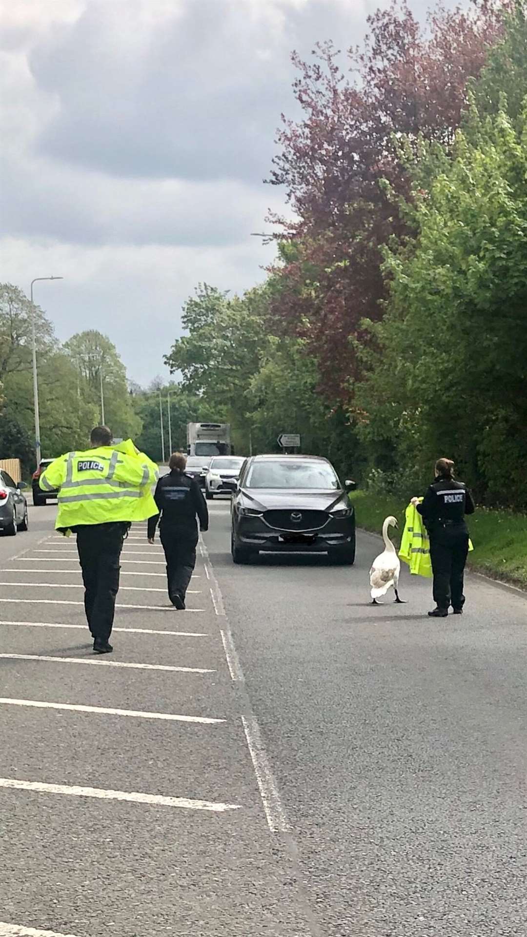 Swan takes a wrong turn