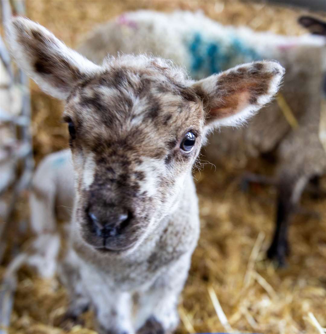 Lambing day at Foxglove Farm