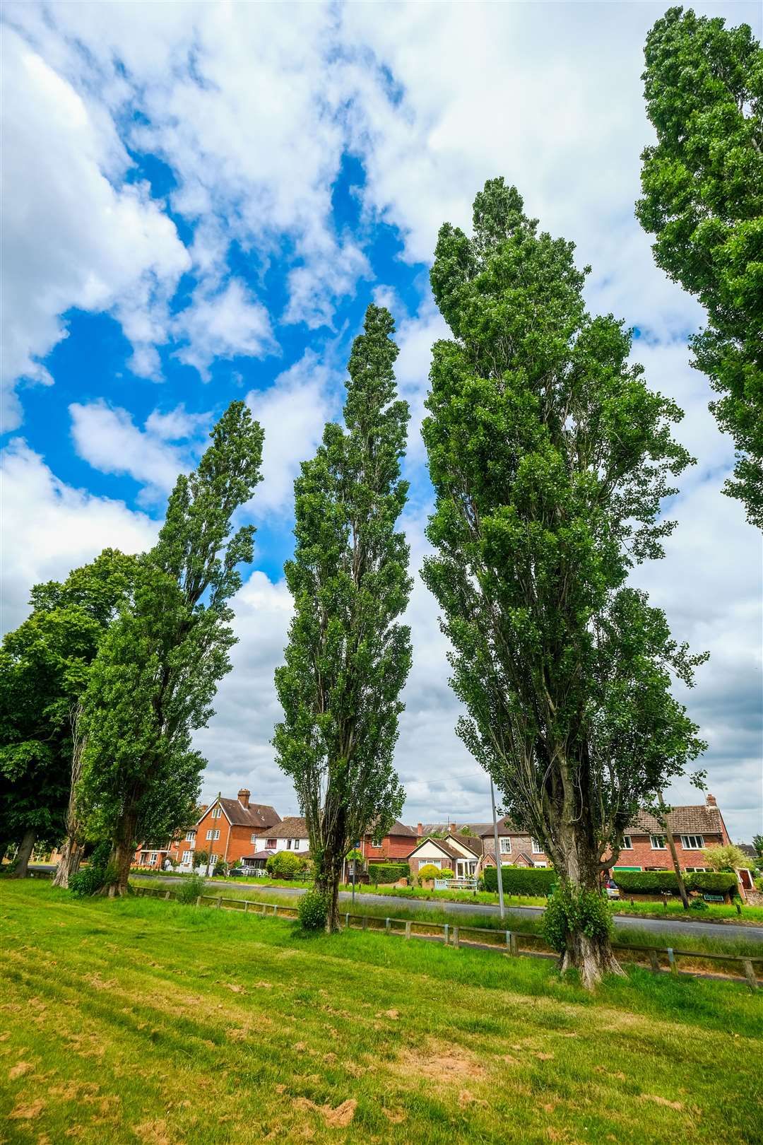 All 54 Stroud Green Lombardy poplar trees to be cut down end of year amid safety concerns, confirms West Berkshire Council