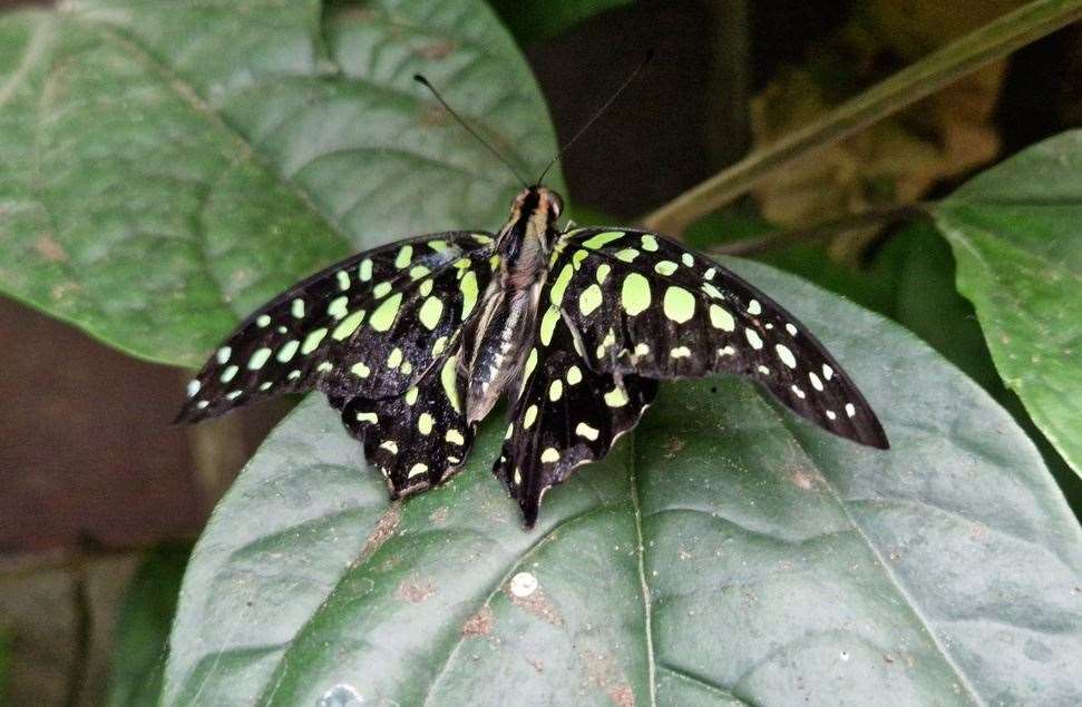 Butterflies at the Living Rainforest, picture: Living Rainforest