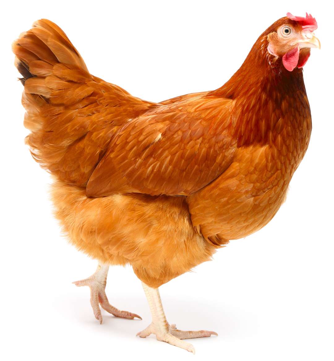 A hen