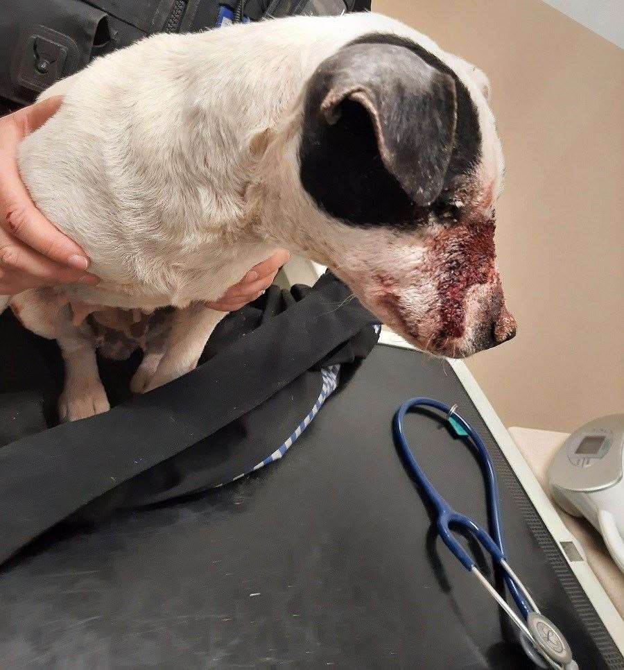 The terrier’s facial injuries after she was found in North Heath, Chieveley, on March 26 last year, credit: TVP