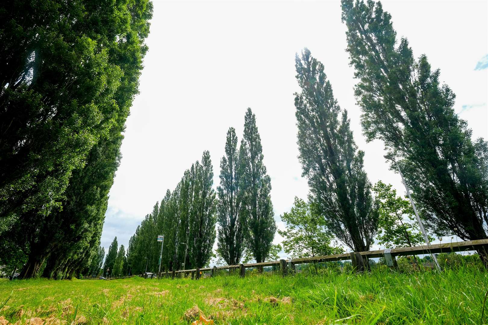All 54 Stroud Green Lombardy poplar trees to be cut down end of year amid safety concerns, confirms West Berkshire Council