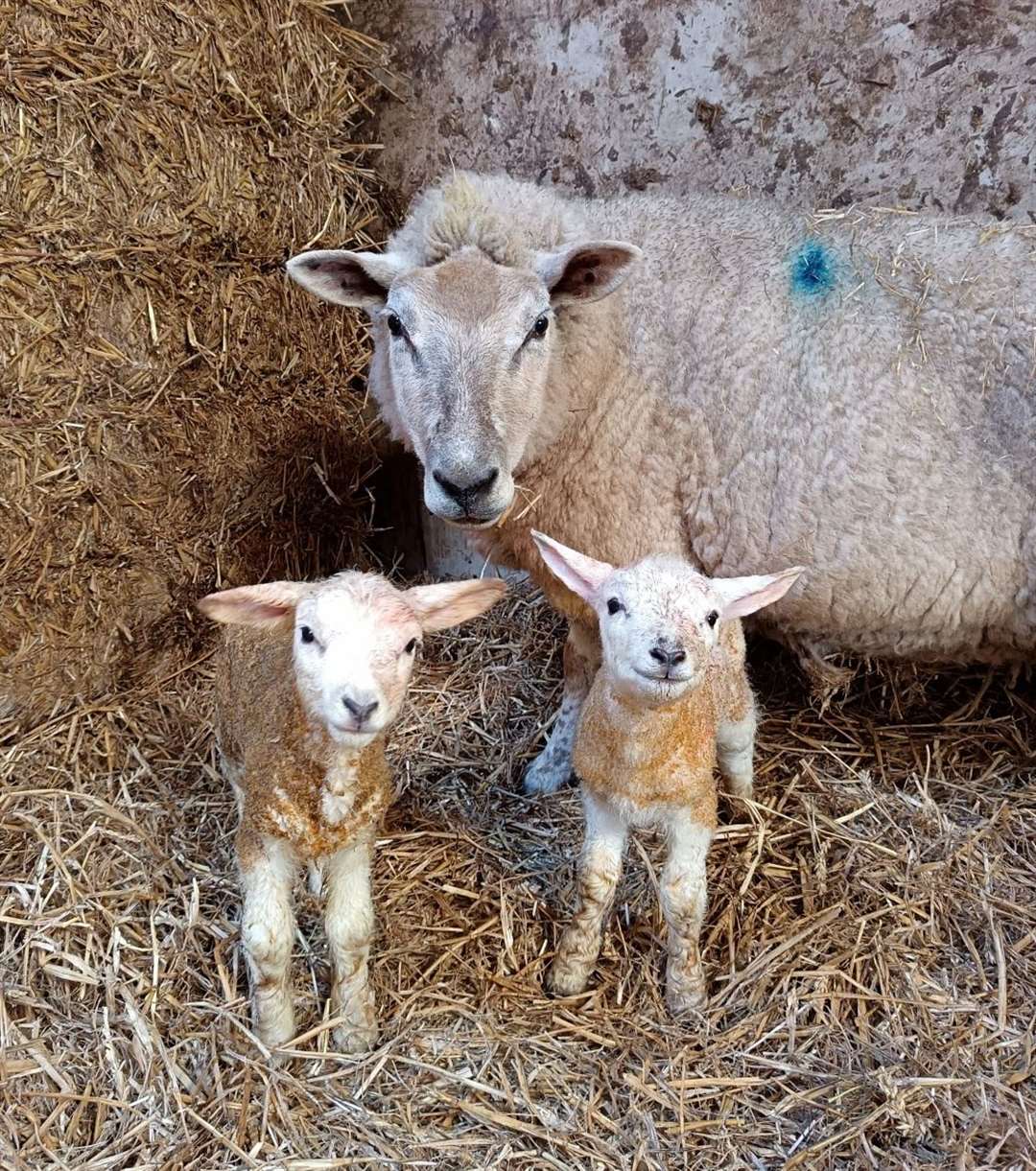 A ewe with her lambs in Stanford Dingley