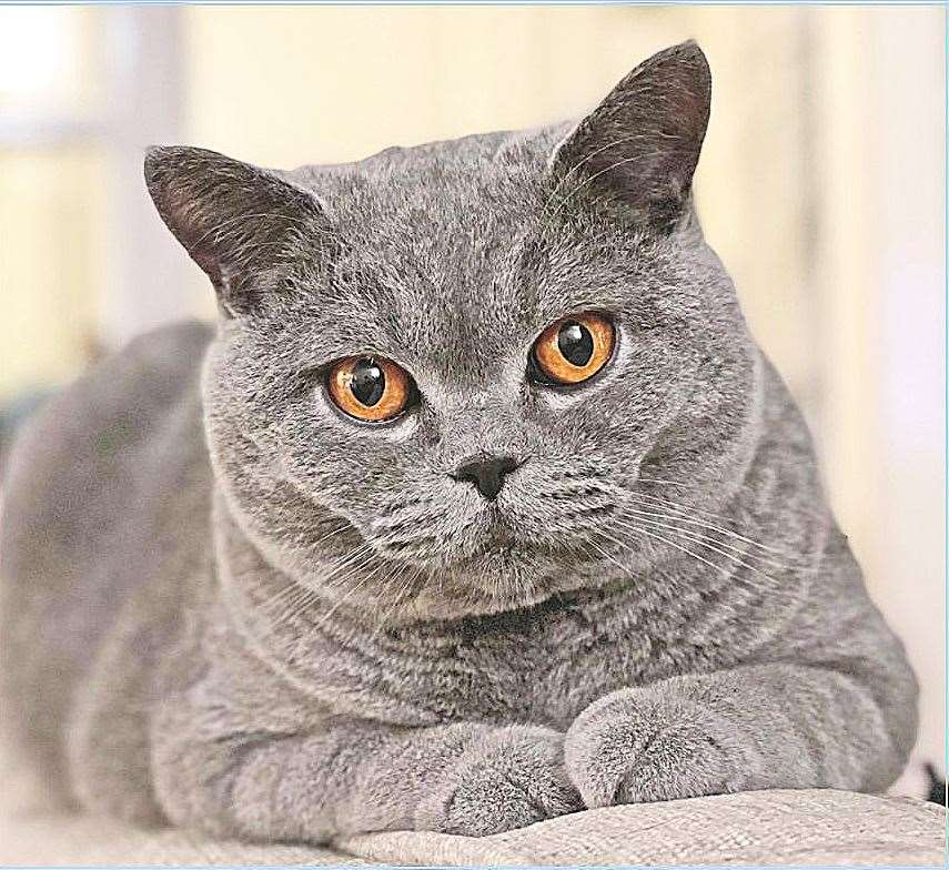 Teddy Bear was last year's January model for the calendar, credit: Gregory Baker