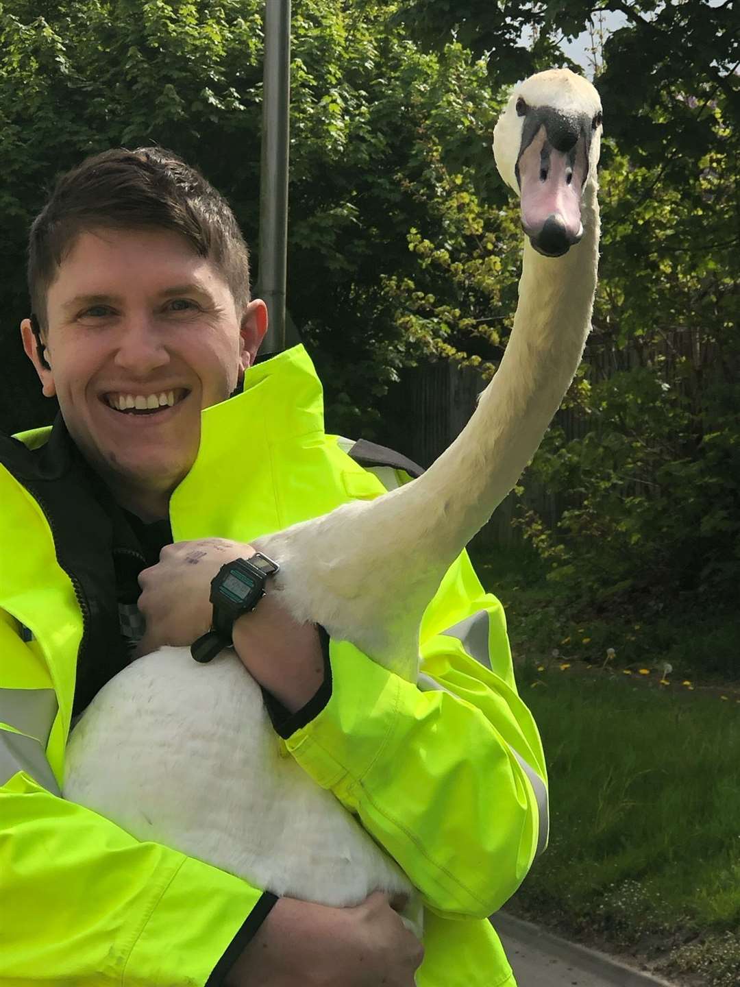 The swan is in safe hands
