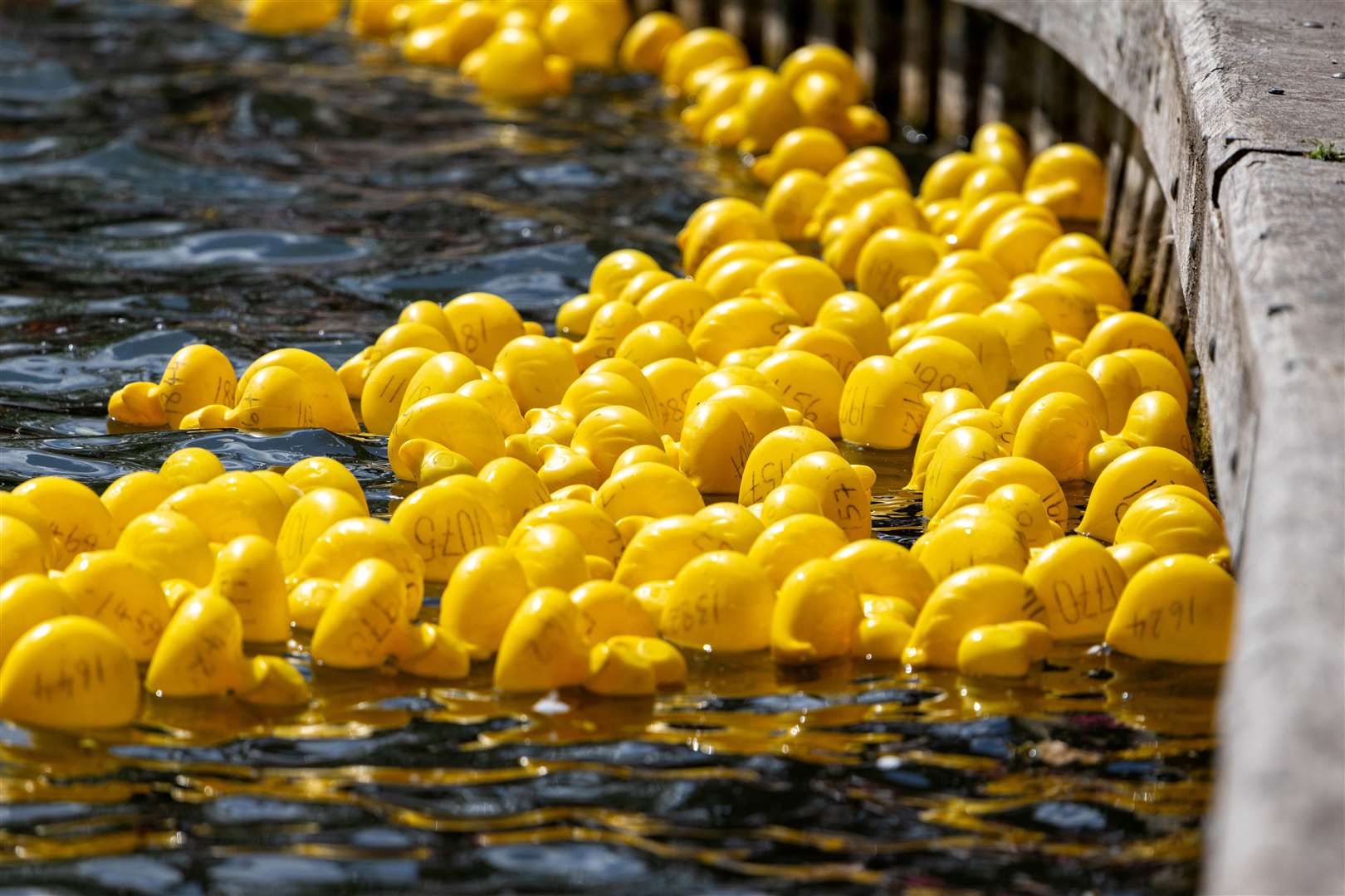 Newbury Duck Race