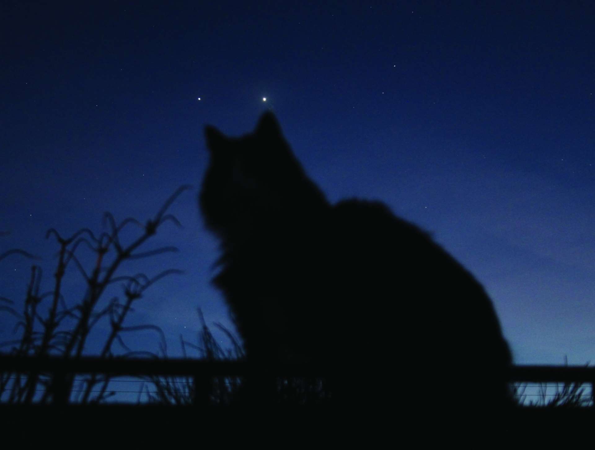 Jupiter & Venus are just a cat's ears apart Picture: Richard Fleet