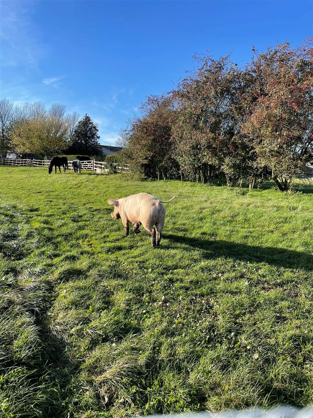 Walter Turkeys pig