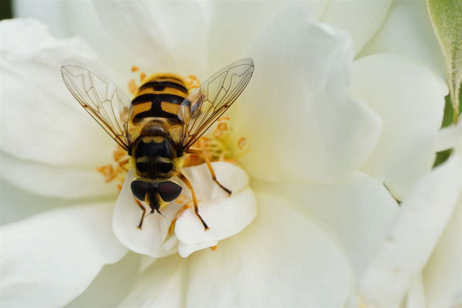 Phantom hover fly (48217911)