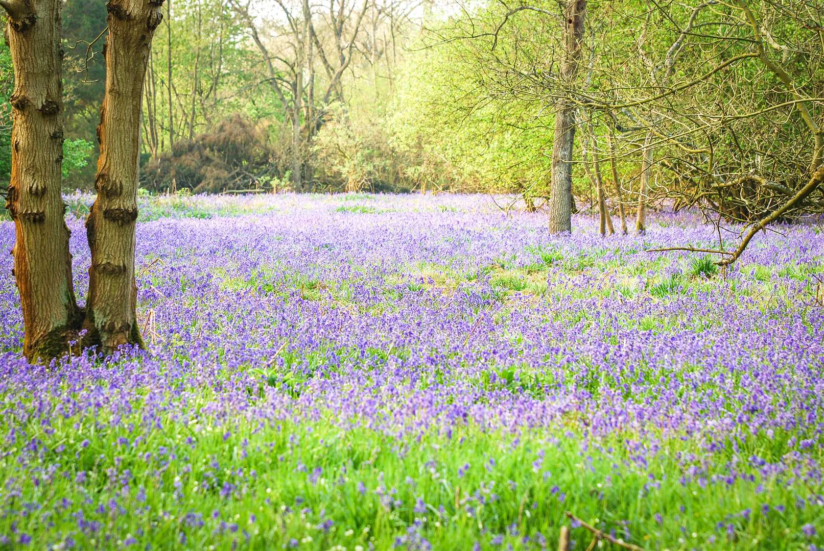 Bluebells on the edge of woodland in Moor Copse, credit: Kate Dent (56850216)