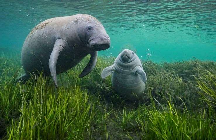 © Jason Gulley, Wildlife Photographer of the Year A manatee and her calf laze in seagrasses that were replanted in Florida's Crystal River as part of an ongoing restoration project in November 2021. Decades of pollution fueled algae that choked out the seagrasses that were the foundation of Crystal River