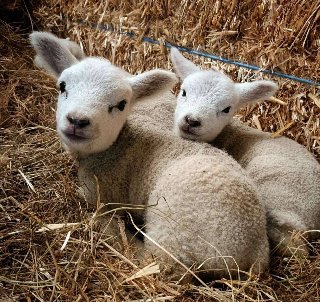 Lambing time has begun at Mazelands Farm