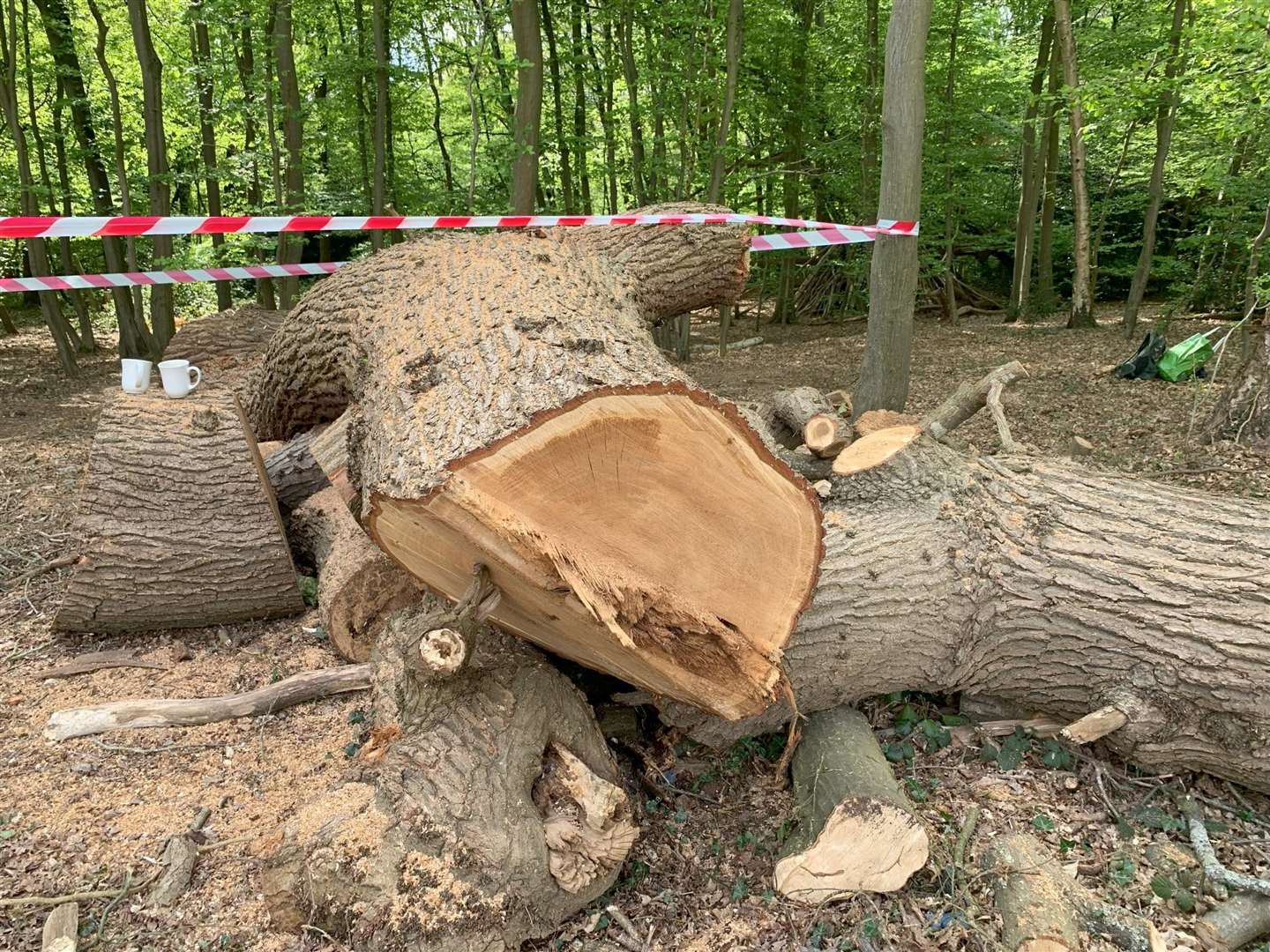 The tree is located in a car park next to a Toby Carvery pub in north London (Woodland Trust/PA)