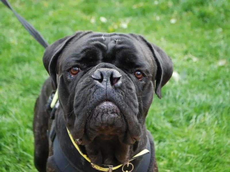 Mika is looking for a new home