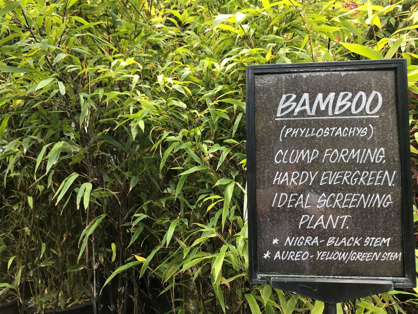 Is bamboo a nuisance?