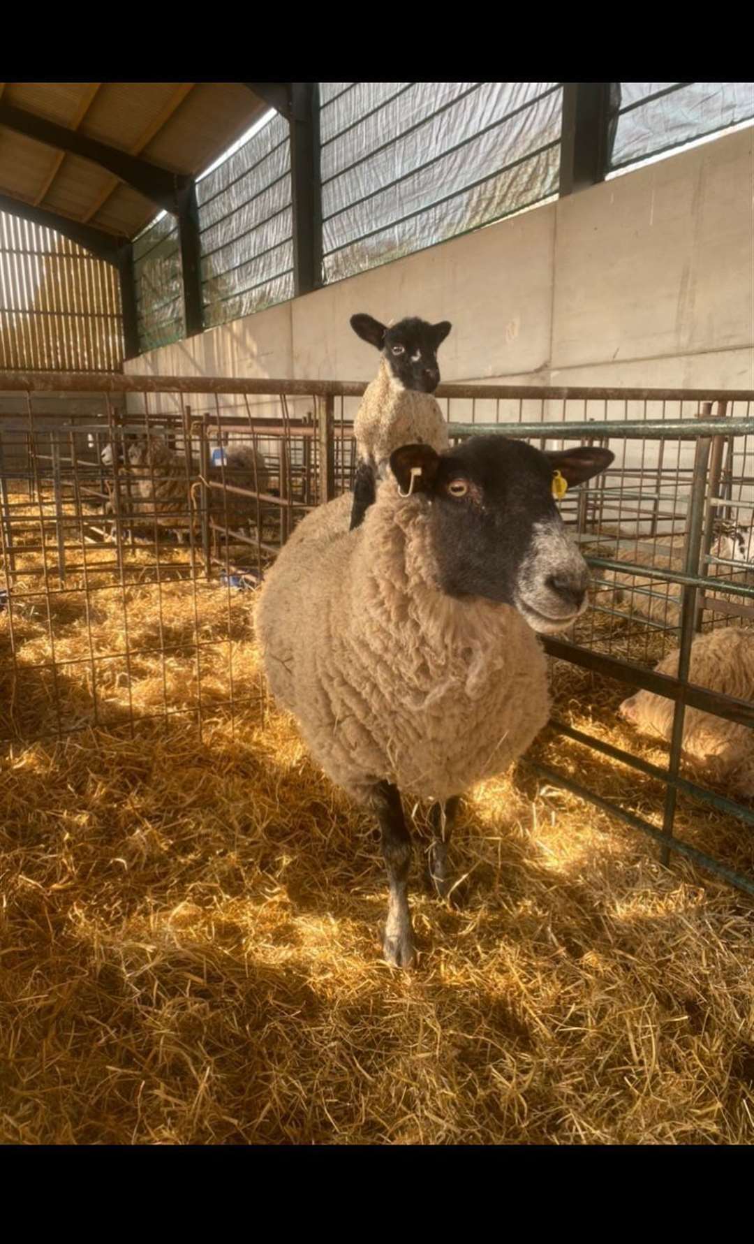 Lambing Day (56319154)