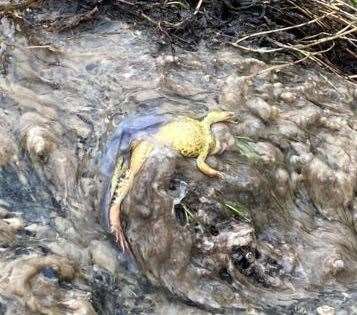 Dead frog