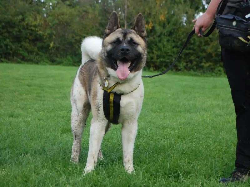 Cam is looking for his forever home