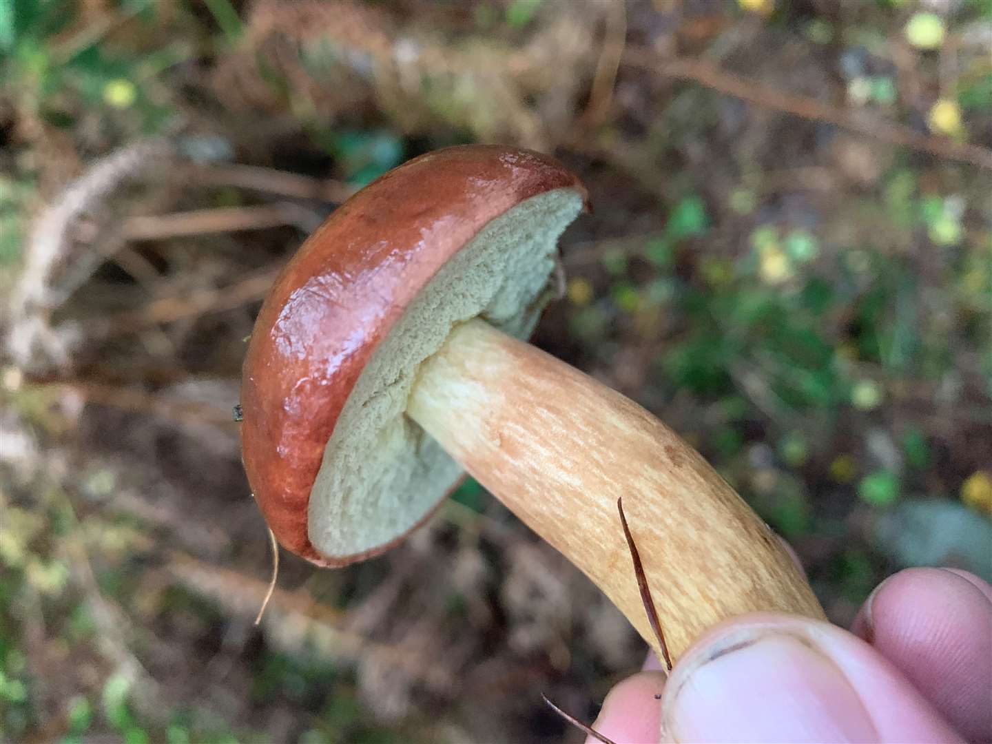 Bay bolete (52557610)