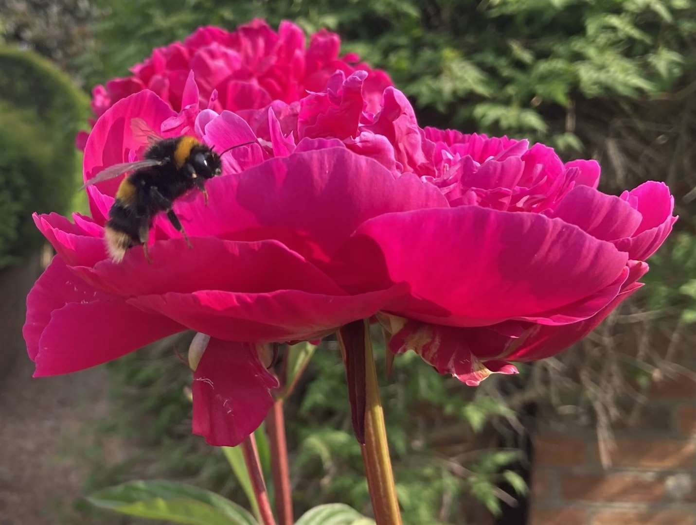 A picture of a bee taken by Tracey Godsmark in her Aldworth garden