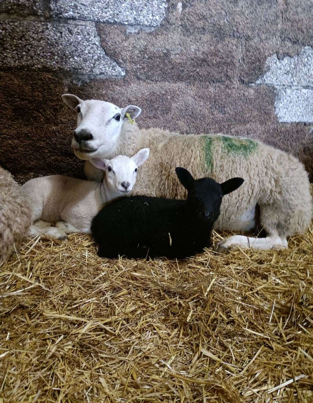 Lambing time has begun at Mazelands Farm