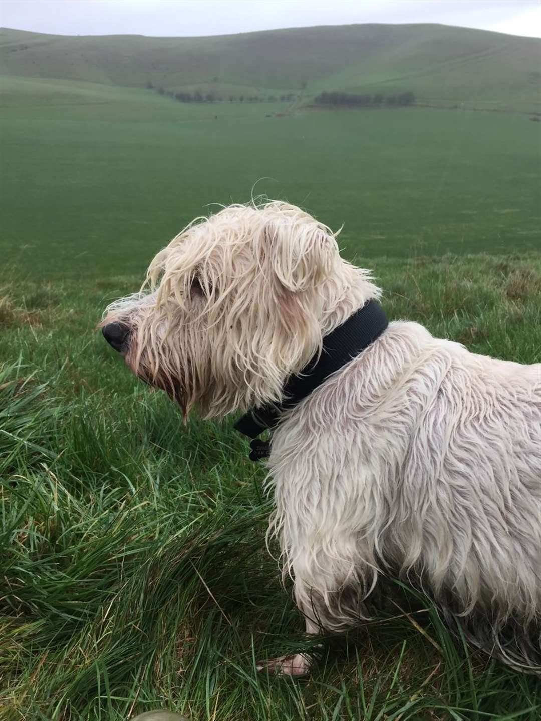 Albert