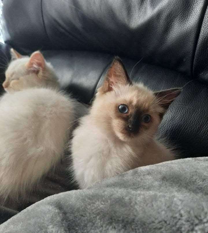 Sally's ragdoll cats, picture: sent in via Patricia