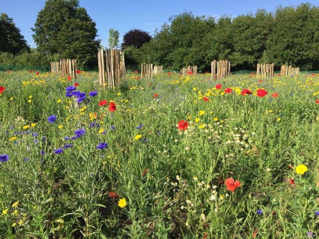 The wildflowers were accidentally cut by the council's contractors